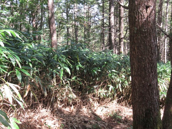 登山道